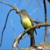 Great Crested Flycatcher photo by Kelly Preheim