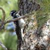 American Three-toed Woodpecker photo by Kelly Preheim