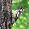 Red-naped Sapsucker photo by Kelly Preheim