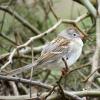 Field Sparrow photo by Kelly Preheim
