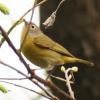 Nashville Warbler photo by Irene Colling