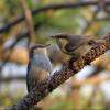 Pygmy Nuthatch photo by Kelly Preheim