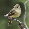 Western Flycatcher photo by Irene Colling