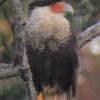 Crested Caracara photo by Ricky D. Olson