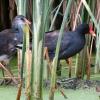 Common Gallinule photo by Ricky D. Olson