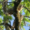 Barred Owl photo by Ricky D. Olson