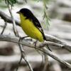 Lesser Goldfinch photo by Ricky D. Olson