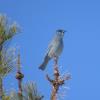 Pinyon Jay photo by Ricky D. Olson