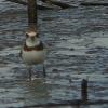 Wilson's Plover photo by Ricky D. Olson