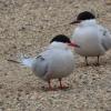 Common Tern photo by Ricky D. Olson