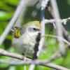 Golden-winged Warbler photo by Tim Ray