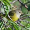 Mourning Warbler photo by Tim Ray