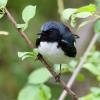 Black-throated Blue Warbler photo by Tim Ray