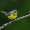 Canada Warbler photo by Tim Ray