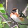 Bay-breasted Warbler photo by Tim Ray