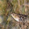 Nelson's Sparrow photo by Tim Ray