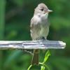 Western Wood-Pewee photo by Tim Ray