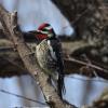 Yellow-bellied Sapsucker photo by Tim Ray