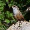 Canyon Wren photo by Tim Ray