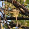 Hammond's Flycatcher photo by Liz Almlie